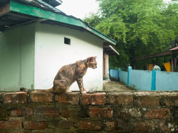 Duvarda duran dişi bir köy kedisinin fotoğrafı.