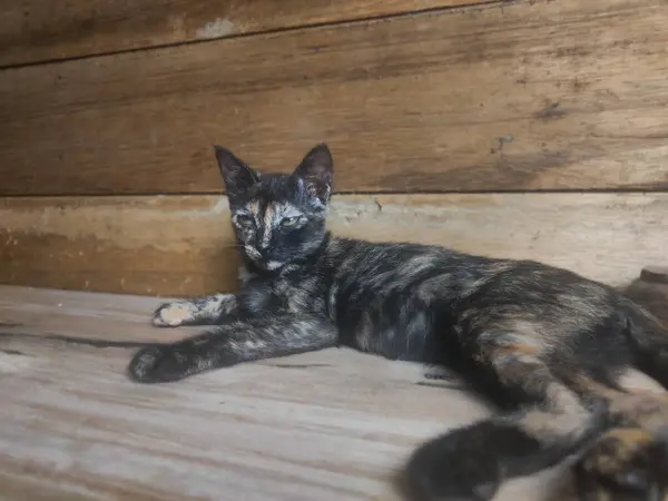 Bir kedi yavrusu tahtada rahatça oturuyordu.