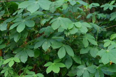 Green cassava leaf plants in the garden are suitable for natural backgrounds clipart