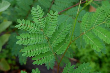 Seesalpinia pulcherrima bitkisinin ya da tavus kuşu çiçek yapraklarının yakın çekimleri