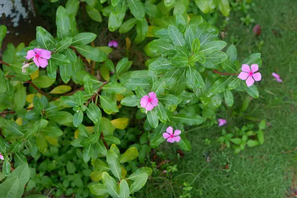 Latince adı Catharanthus Roseus olan pembe menekşe çiçeğini kapat.