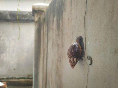 Duvara dışkısıyla yapışmış bir salyangozun fotoğrafı.