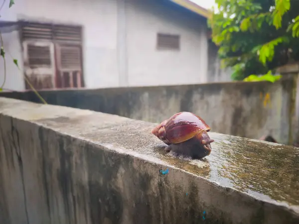 photography of a snail on a wet wall with a blurred background