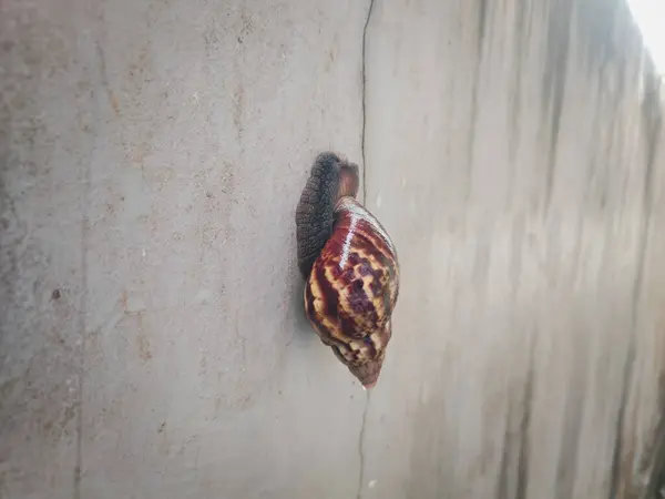 stock image photography of a snail while sticking to the wall with its droppings