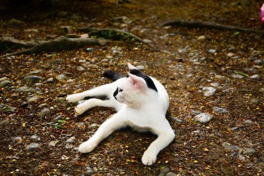 photography of a white domestic cat relaxing on the ground clipart
