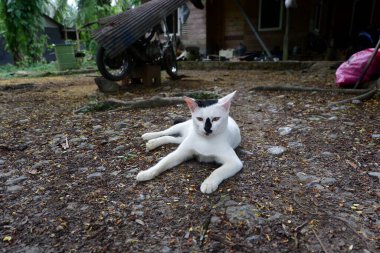photography of a white domestic cat relaxing on the ground clipart