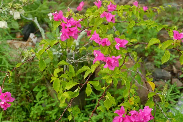 Kağıt çiçeklerin fotoğrafçılığı mı yoksa doğal arka planı olan latin isimli bougainvillea mı?