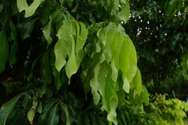 yakın çekim yeşil longan bitki yaprakları