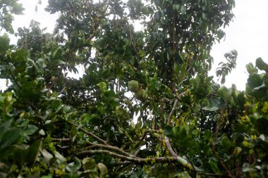 pomelo ağacının yemyeşil yapraklı fotoğrafçılığı