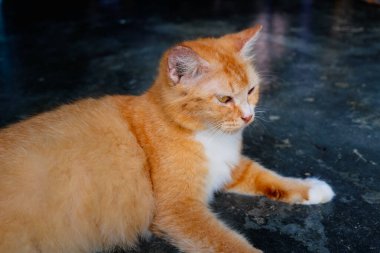 Portakal rengi evcil bir kedinin portresi.