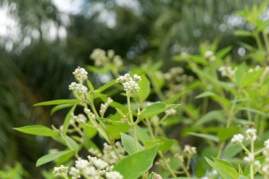 Latince klibadium surinamense adı verilen bir çiçek bitkisinin fotoğrafçılığı