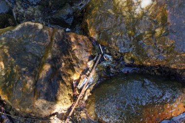 Yosun ve kabuk dolu eski taşın fotoğrafçılığı