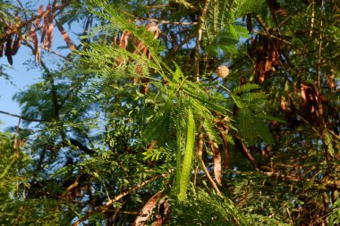 Lamtoro bitkisinin Latince adı lucaena löcocephala olan fotoğrafı