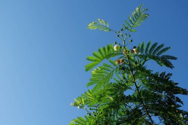 photography of the lamtoro plant which has the Latin name leucaena leucocephala against a blue sky background clipart