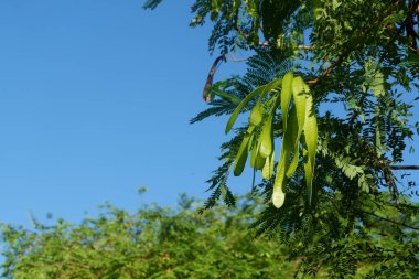 Lamtoro bitkisinin Latince adı lucaena löcocephala olan fotoğrafçılığı