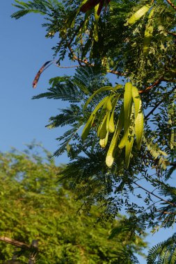 Lamtoro bitkisinin Latince adı lucaena löcocephala olan fotoğrafçılığı