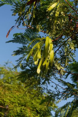 Lamtoro bitkisinin Latince adı lucaena löcocephala olan fotoğrafçılığı