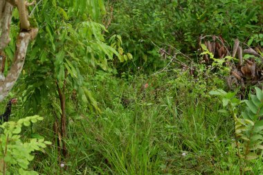Çalılıklarda yiyecek arayan yerli bir tavuğun fotoğrafı.
