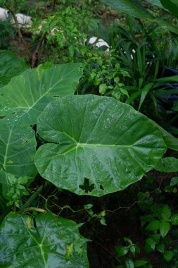 Latince adı Colocasia olan taro yaprağı bitkisinin fotoğrafçılığı suda ıslanıyor.