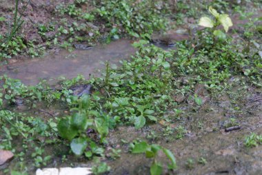 Veronica Beccabunga tıbbi bir bitki.