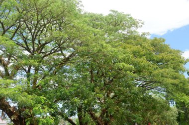 Yaprakları mavi gökyüzü arkaplanı olan ağaçlar