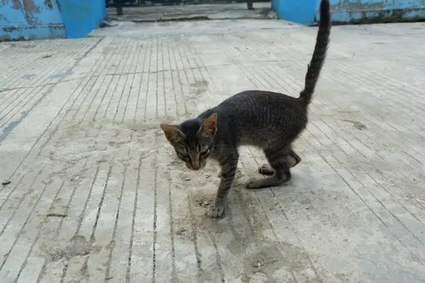 Siyah bir kedi yerde yatıyordu.