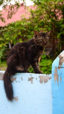 Sevimli bir evcil kedinin fotoğraf portresi