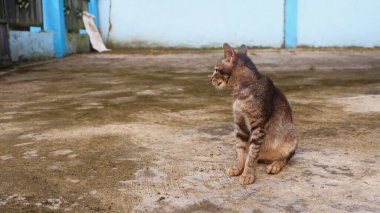 Sevimli bir evcil kedinin fotoğraf portresi