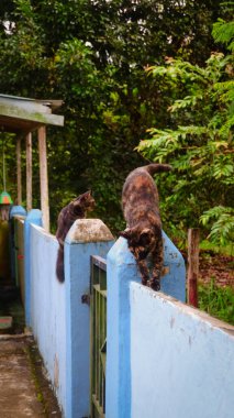 Sevimli bir evcil kedinin fotoğraf portresi