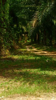 Bir yağ palmiyesi tarlasının atmosferinin fotoğrafları.