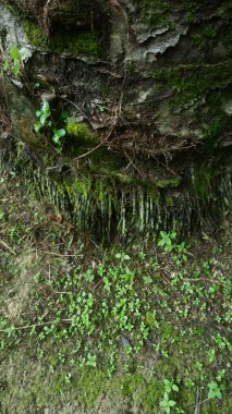 palm tree roots filled with green moss clipart