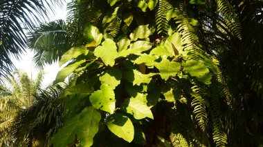 Latince adı Tectona Grandis olan bir meşe yaprağı bitkisinin fotoğrafı. Güneş ışığına maruz kalmış.