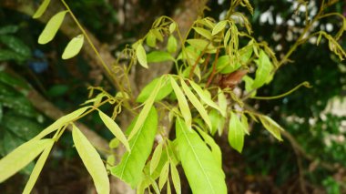 Uzun yapraklı filizler sabahları yeşildir.