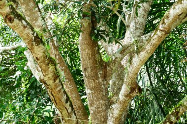 büyük mango ağacı gövdesi