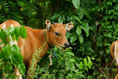 Birkaç Balili inek ot yiyordu.