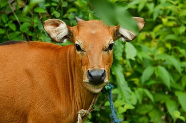 Birkaç Balili inek ot yiyordu.