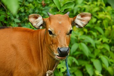 Birkaç Balili inek ot yiyordu.