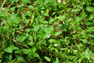Bahçede bol bol kangkung sebzesi yetişir. 