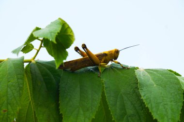 a green grasshopper is perched on a leaf against the sky background clipart