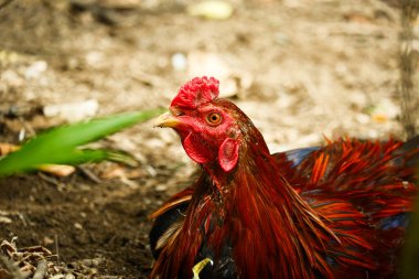 portrait of a rooster relaxing on the ground clipart