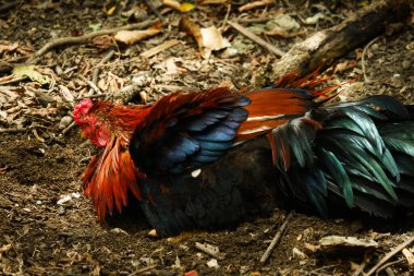 Yerde dinlenen bir horozun portresi.