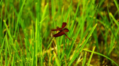 Yaprağın üzerine tünemiş yusufçuk fotoğrafçılığı bulanık yeşil arka planda