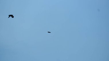 Mavi gökyüzünde uçan kuşların fotoğrafları