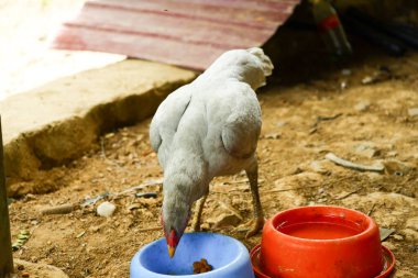 Kampong tavukları avluda dolaşıyor.