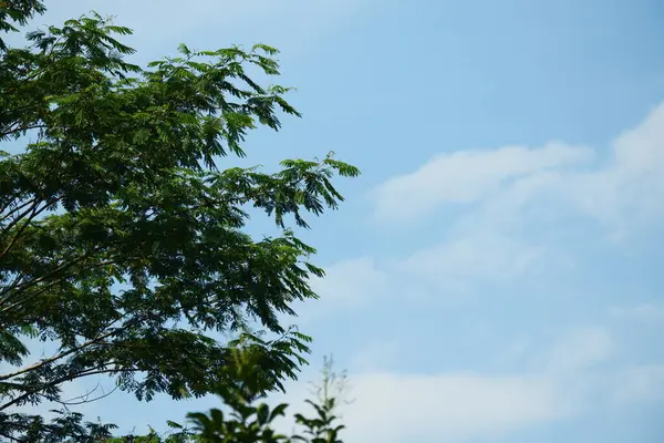 Ağaçlar parlak mavi gökyüzü arkaplanına karşı