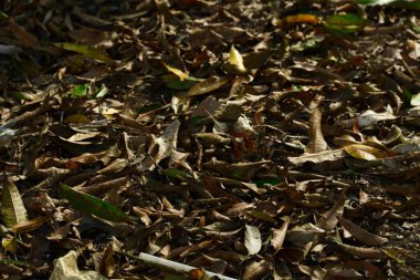 arkaplan dokusunun fotoğrafçılığı zemine saçılmış kuru yapraklar arkaplan için uygun