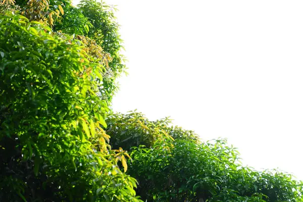 Gökyüzü arkaplanına karşı yoğun yeşil mango yapraklarının fotoğrafçılığı