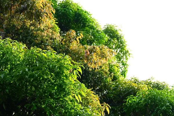 Gökyüzü arkaplanına karşı yoğun yeşil mango yapraklarının fotoğrafçılığı