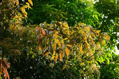 Yoğun yapraklı mango ağaçları doğal arka planlar için uygundur.