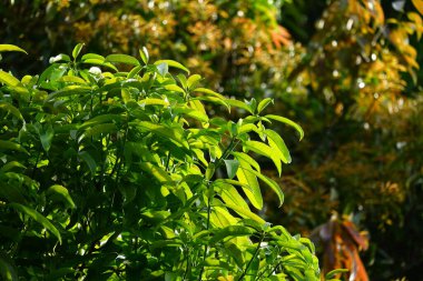 Yoğun yapraklı mango ağaçları doğal arka planlar için uygundur.